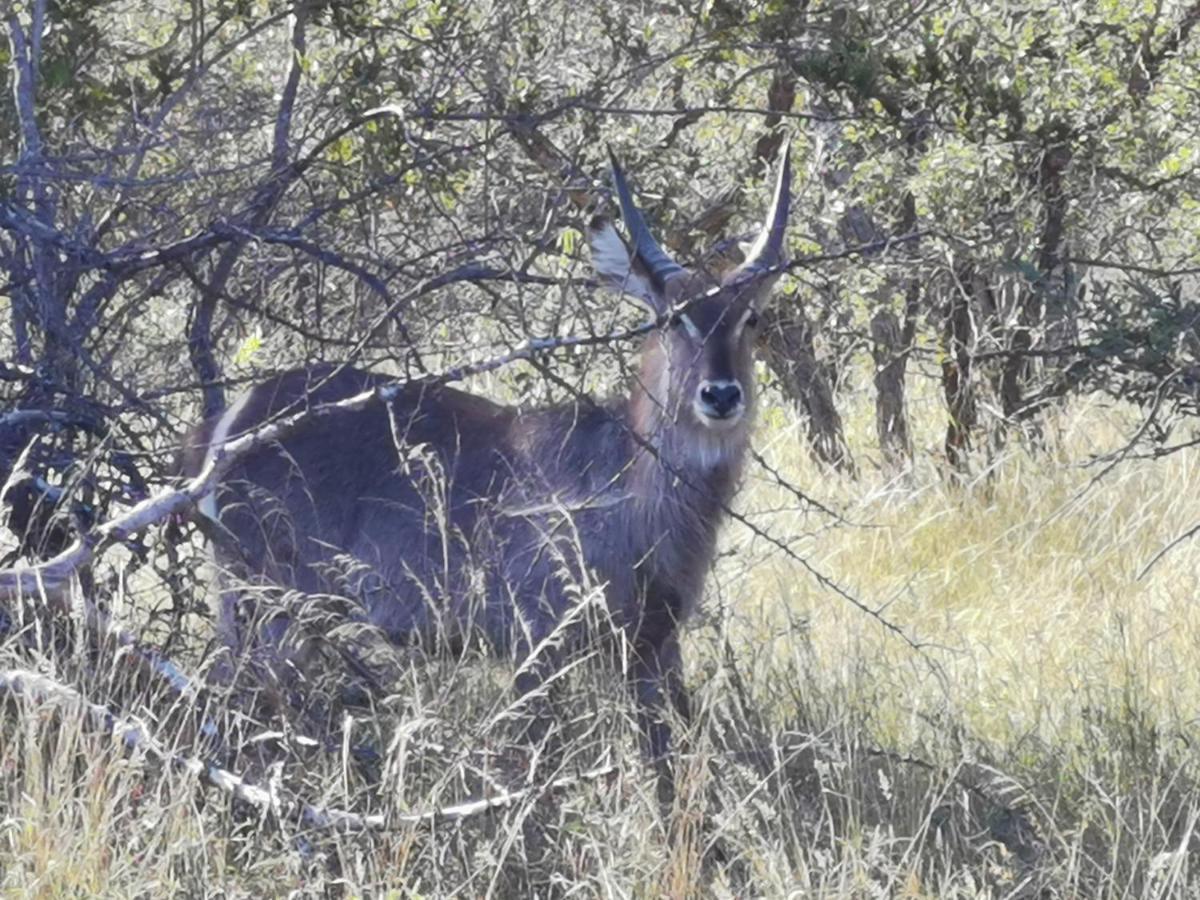 Mali Mali Safari Lodge Hoedspruit Dış mekan fotoğraf