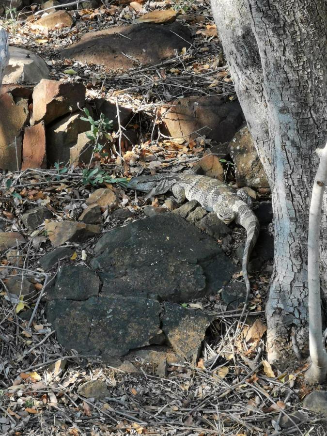 Mali Mali Safari Lodge Hoedspruit Dış mekan fotoğraf